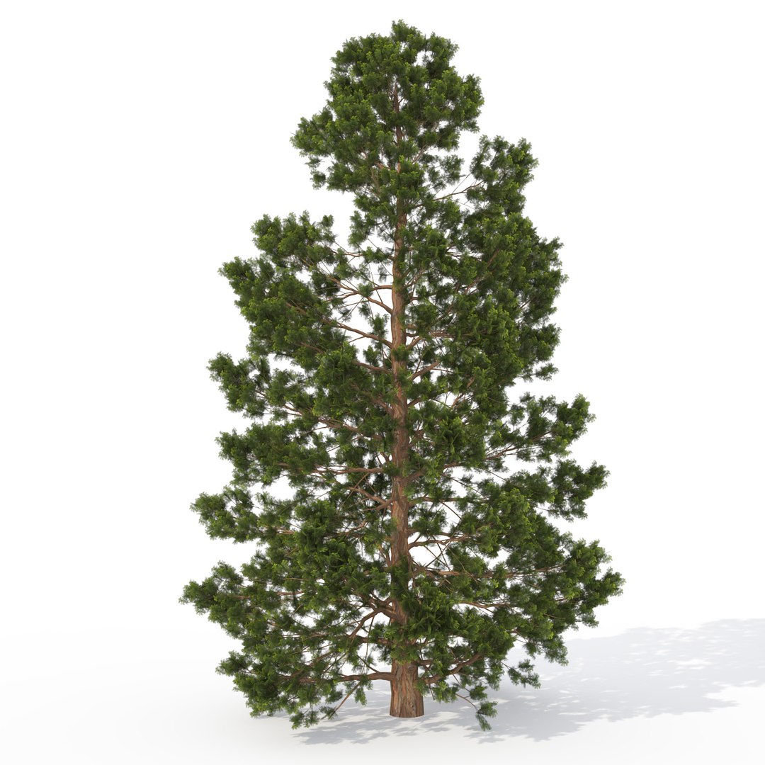 3ds max japanese trees japan dvd https://p.turbosquid.com/ts-thumb/PE/pMyrQG/YZ098rJU/ja05mhinokifalsecypress/jpg/1462561558/1920x1080/fit_q87/b349adf070454a73f0e12a859a94c5cd872bc353/ja05mhinokifalsecypress.jpg