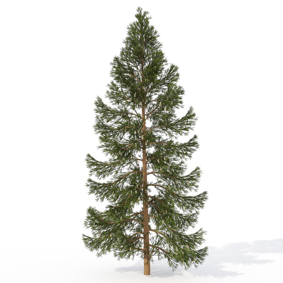 3ds max japanese trees japan dvd https://p.turbosquid.com/ts-thumb/PE/pMyrQG/bI1zDr3n/ja15akoyamaspruce/jpg/1463524197/1920x1080/fit_q87/5f37793c7ac2cba3eff4e2cb36147da3dd5a54df/ja15akoyamaspruce.jpg