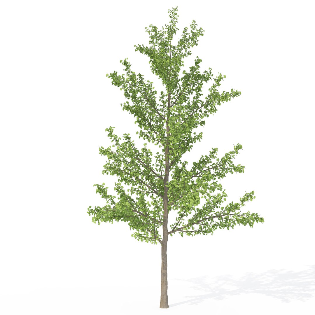 3ds max japanese trees japan dvd https://p.turbosquid.com/ts-thumb/PE/pMyrQG/hRs0qt5c/ja07mginkgo/jpg/1462561558/1920x1080/fit_q87/004a45c6d74e6cf95c92b6b035524d8d1ff57616/ja07mginkgo.jpg