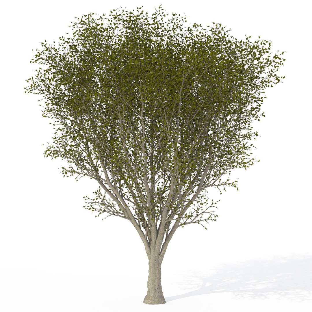 3ds max japanese trees japan dvd https://p.turbosquid.com/ts-thumb/PE/pMyrQG/tVY8Lu77/ja20ajapanesezelkova/jpg/1463524197/1920x1080/fit_q87/a71fcac1d0d8774f627c36f9e6378b29ce2cb86d/ja20ajapanesezelkova.jpg