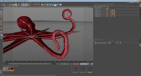 3D model octopus vulgaris rigged - TurboSquid 1160751