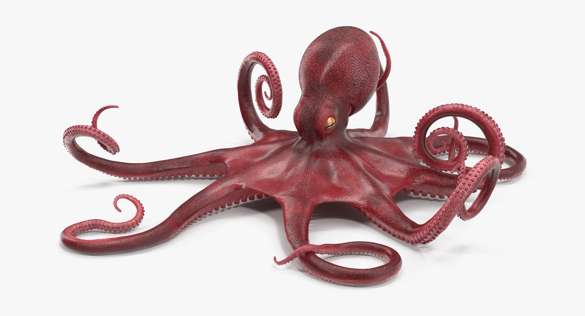3D model octopus vulgaris rigged - TurboSquid 1160751