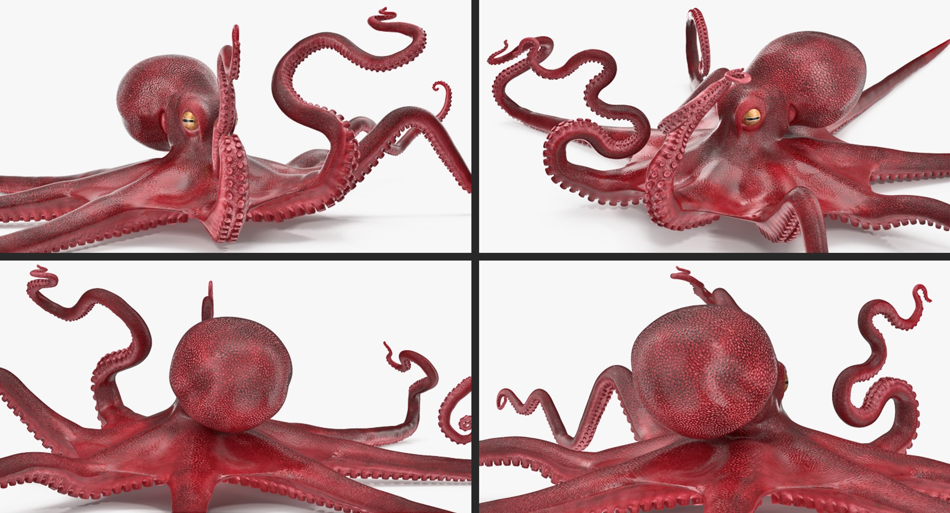 Осьминог модель. Octopus vulgaris 50см. осьминог 3д. осьминог 3д модель.