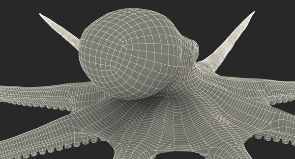 3D model octopus vulgaris rigged - TurboSquid 1160751