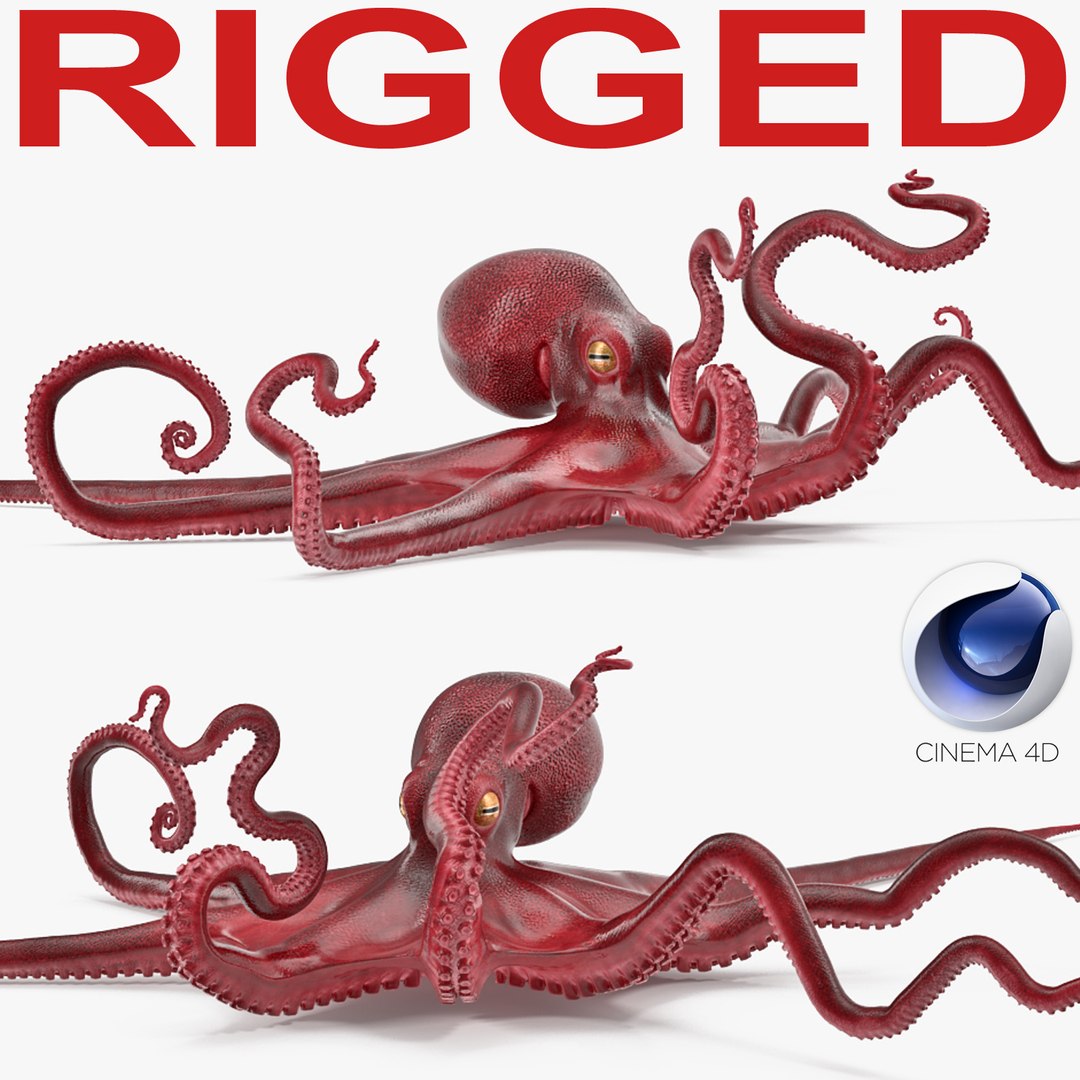 Octopus Vulgaris Rigged for Cinema 4D 3D model preview