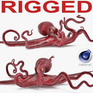 Octopus Vulgaris Rigged for Cinema 4D