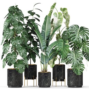 Plants collection 584 3D model