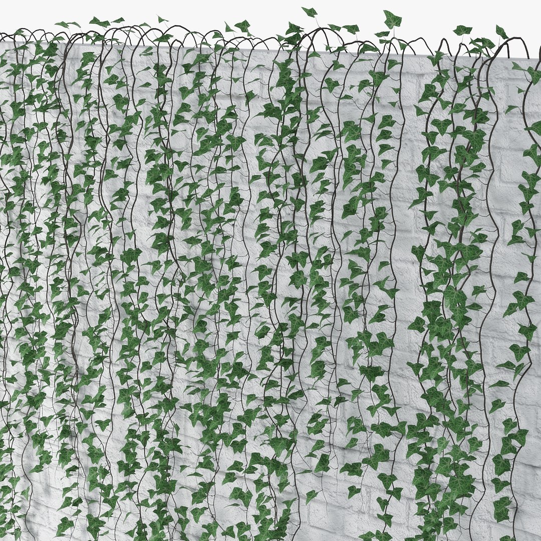 ivy plant vine 3D model https://p.turbosquid.com/ts-thumb/PE/ylNrvv/FBuQ9yNq/pr_07/jpg/1566226166/1920x1080/fit_q87/614064e2222b526f77a506e6c878b829d9f578e7/pr_07.jpg