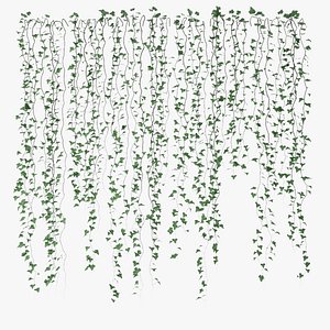 Ivy wall 05