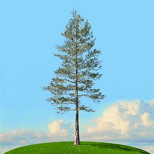 trees spring 2 3D model