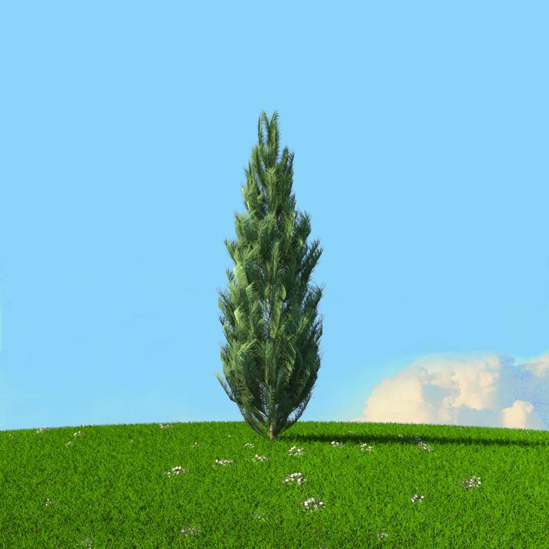 Trees Spring 2 3D Model - TurboSquid 1655003