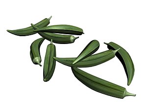okra 3D model