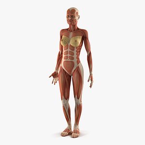 Anatomy Female Muscular System 3D Model