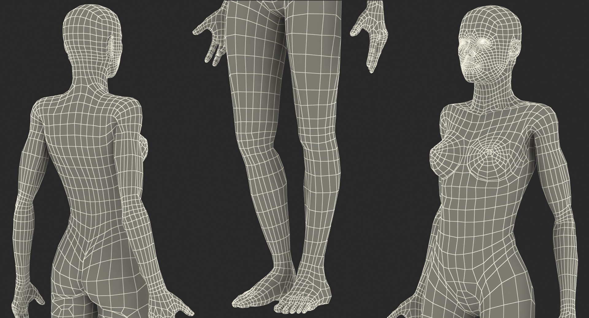 Anatomy female muscular 3D model - TurboSquid 1257288