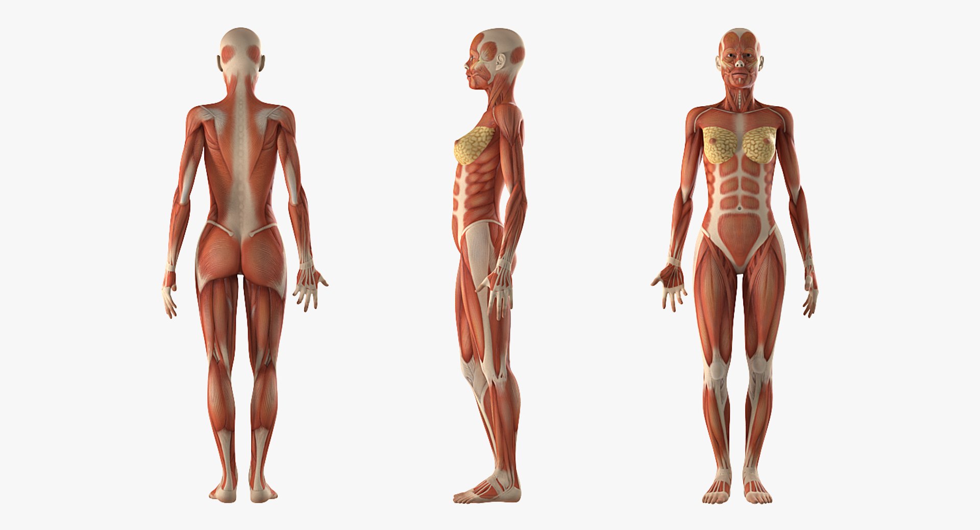 3d female muscle anatomy
