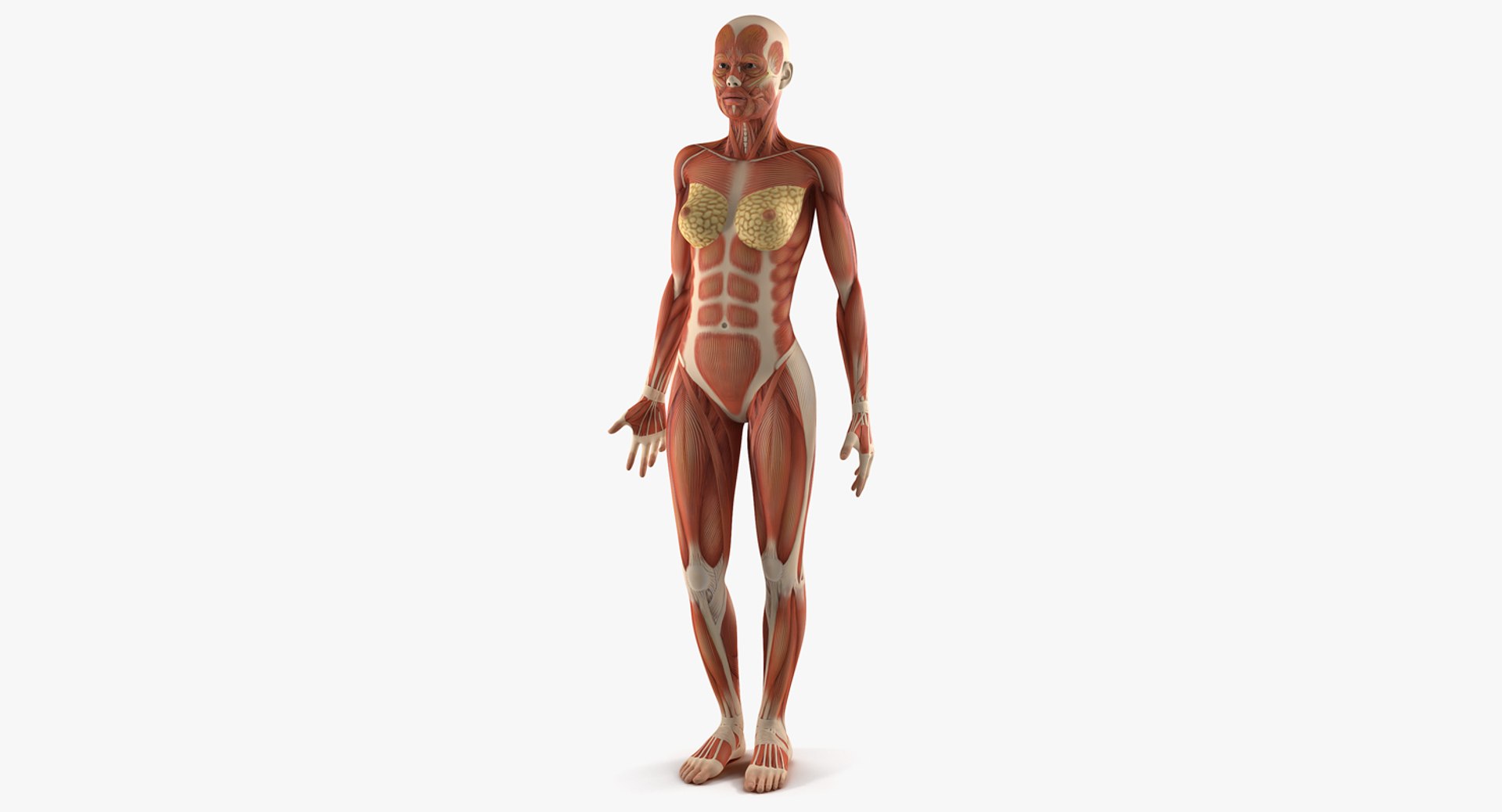 Anatomy Female Muscular System 3D Model preview