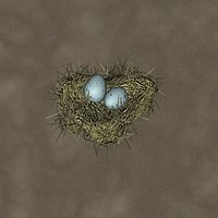 FE10BirdNest