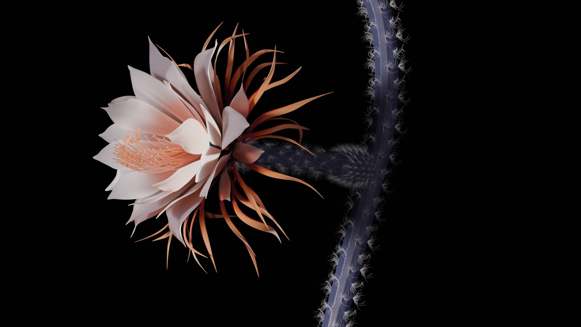 3D Moonlight Flower Cactus 3D Model - TurboSquid 2459669
