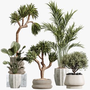 AV Indoor Plants Set 416 Olive tree and Areca Palm and Yucca Elephantipes and Ravenala Banana