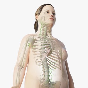 skin obese female skeleton 3D