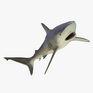 Silvertip Shark Rigged 3D Model