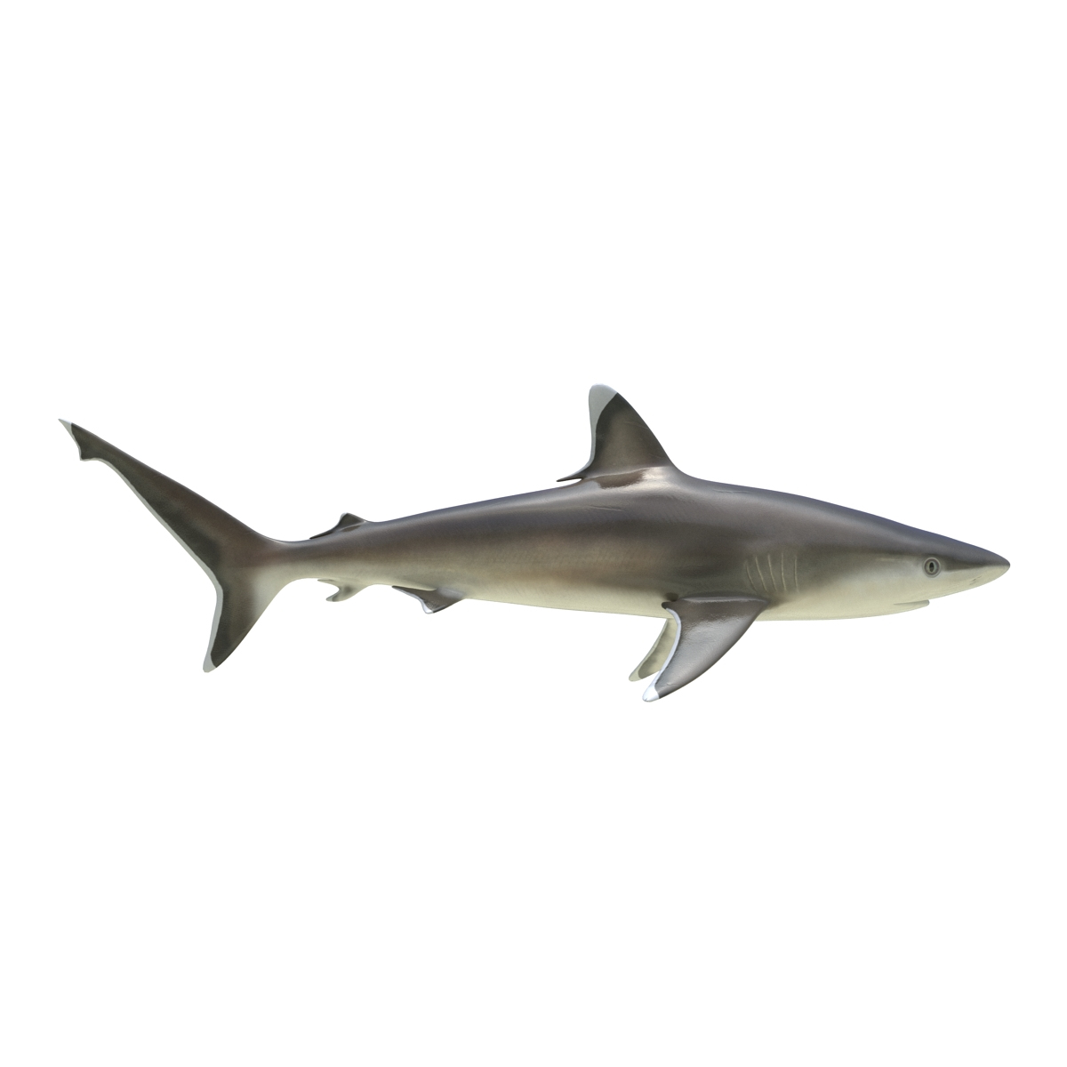 3d model silvertip shark rigged