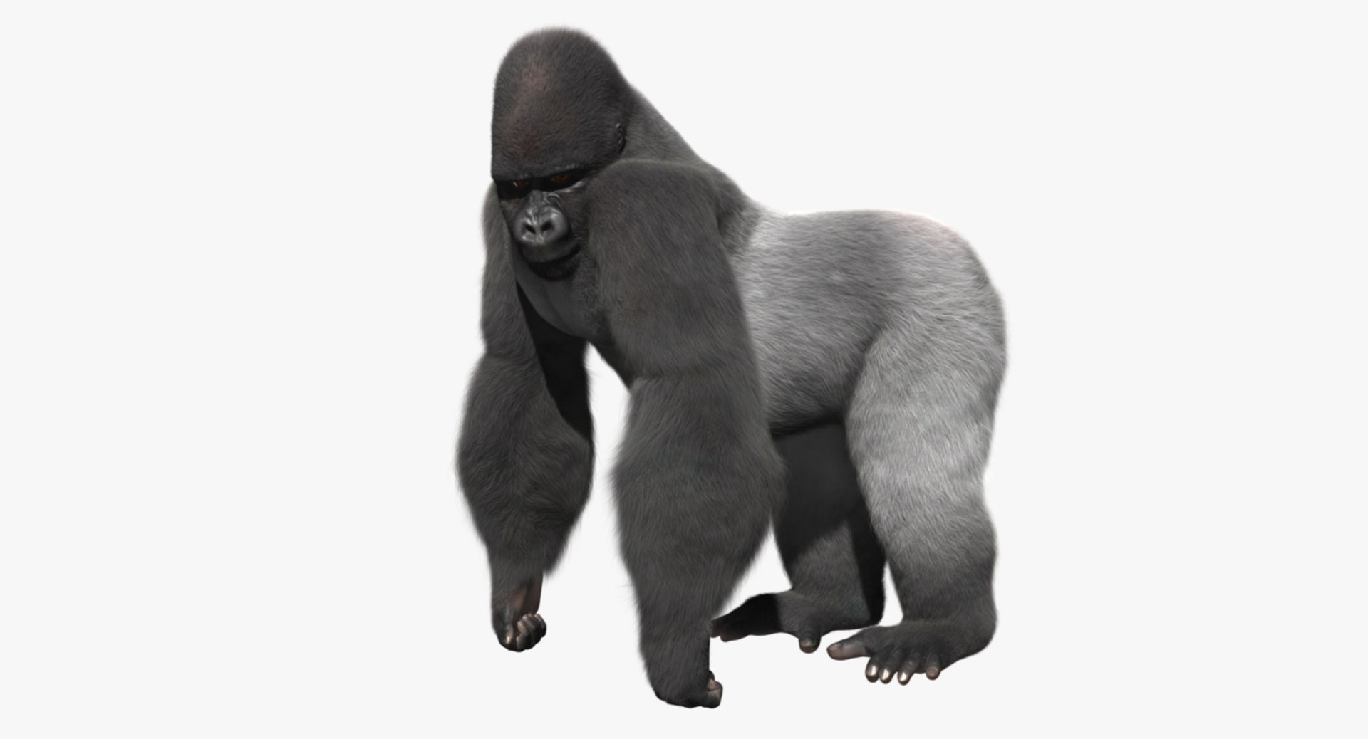 3d model gorilla shave haircut https://p.turbosquid.com/ts-thumb/PF/PN8q07/P02OpMBQ/rp02/jpg/1478091098/1920x1080/fit_q87/7bab002ba0a005ab0293749eb627354f4b1a4b5d/rp02.jpg