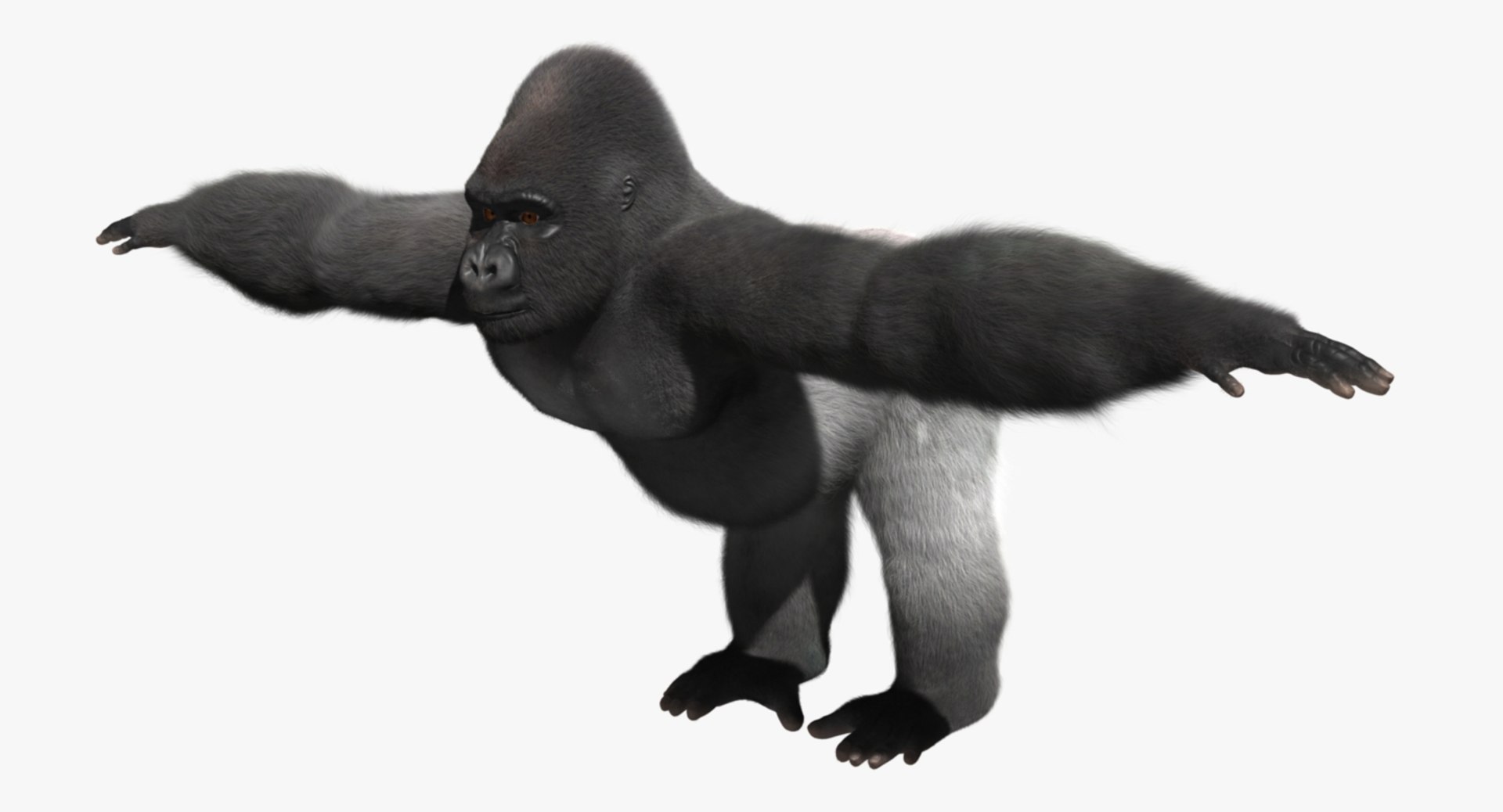 3d model gorilla shave haircut https://p.turbosquid.com/ts-thumb/PF/PN8q07/eaxz3sn1/r00/jpg/1478091046/1920x1080/fit_q87/bc69f986f234136556dc7bf0577027568b018a8c/r00.jpg