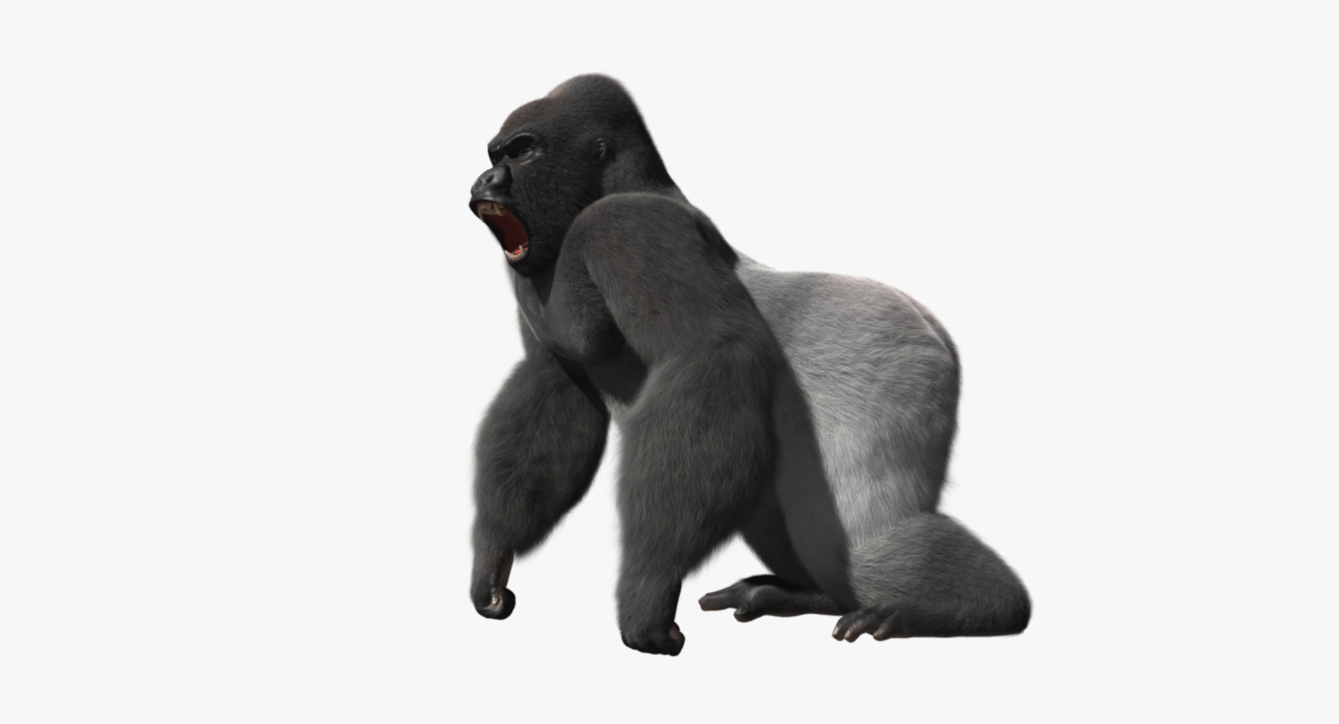 3d model gorilla shave haircut https://p.turbosquid.com/ts-thumb/PF/PN8q07/mEoILu9U/gorilla_rot/jpg/1478102889/1920x1080/turn_fit_q99/d71065881f363cedfe5c507476eb9c97218cfaa2/gorilla_rot-1.jpg