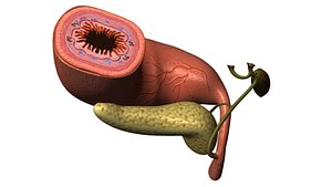 ma stomach digestive organ