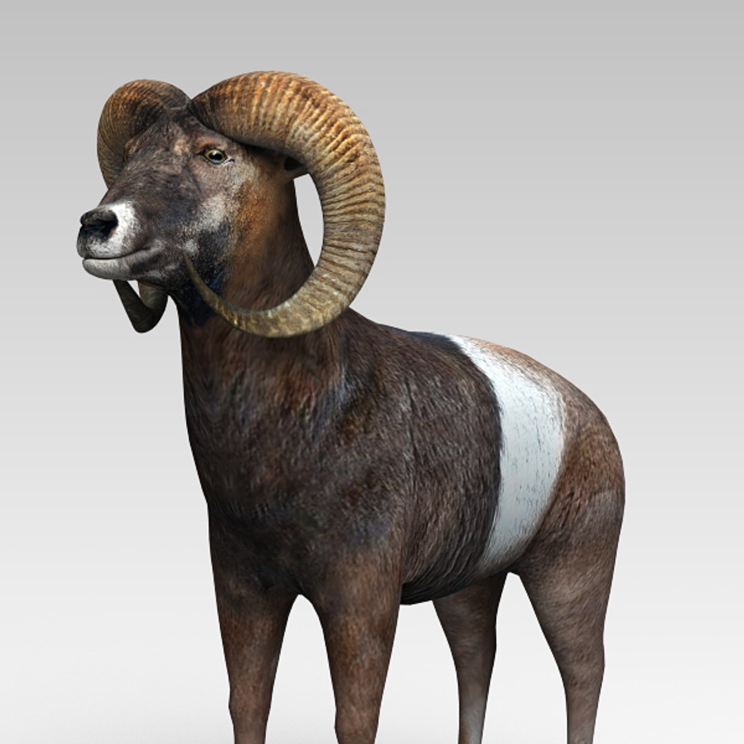 3d Model Muflon