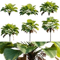 Licuala grandis - Ruffled Fan Palm