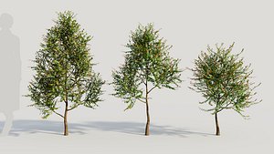 3D Breynia vitis idaea a model