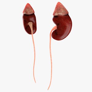 kidneys max