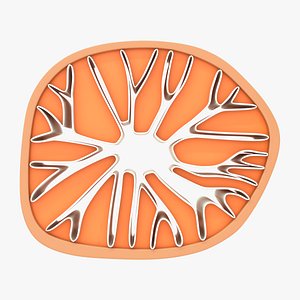 sclereids structure 3D model