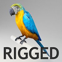 Ara parrot rigged