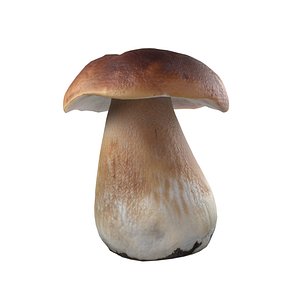 Mushroom 14 3D