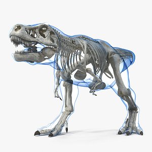 tyrannosaurus rex skeleton skin 3D model