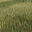 High Ryegrass grass 3D model