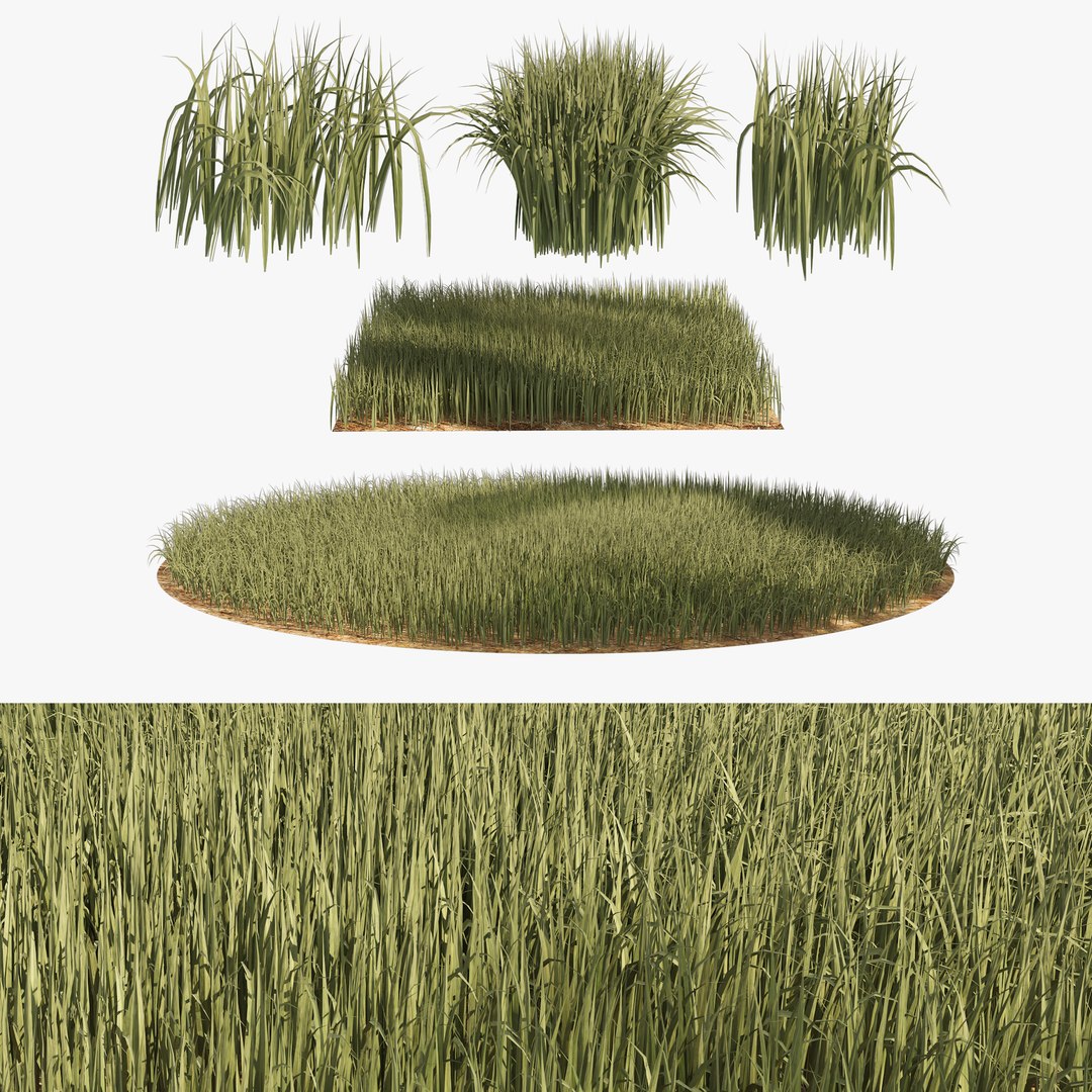 High Ryegrass grass 3D model https://p.turbosquid.com/ts-thumb/PG/KrSOiy/f6/search/jpg/1651760558/1920x1080/fit_q87/1ca9786b84fdf0c8104fbbc6950f6f27aeab82f0/search.jpg