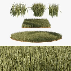 High Ryegrass grass 3D model