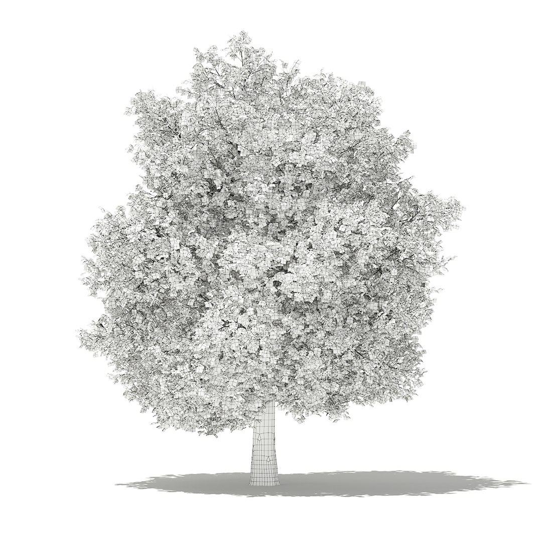 3D fruit trees volume 105 https://p.turbosquid.com/ts-thumb/PG/LIpBge/0XGRyE0E/cgaxis_models_105_1900grid/jpg/1533498033/1920x1080/fit_q87/c0a35a2669f9525e129a62fbff7ba18387cdaa23/cgaxis_models_105_1900grid.jpg