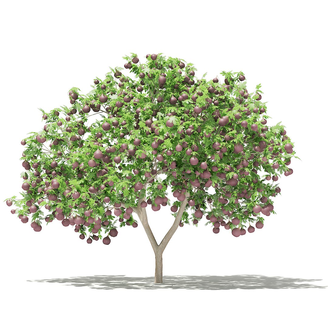 3D fruit trees volume 105 https://p.turbosquid.com/ts-thumb/PG/LIpBge/0baaVHH0/cgaxis_models_105_1400/jpg/1533498033/1920x1080/fit_q87/8e7077b5779c69bb93b0869e261c3f8f9386b7f4/cgaxis_models_105_1400.jpg