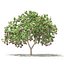 CGAxis Models Volume 105 - Fruit Trees Unreal Engine