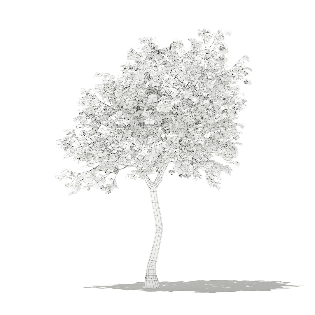 3D fruit trees volume 105 https://p.turbosquid.com/ts-thumb/PG/LIpBge/1krUll6T/cgaxis_models_105_3400grid/jpg/1533498034/1920x1080/fit_q87/244b6ecaa72f8817600f749591bced8cecf073f8/cgaxis_models_105_3400grid.jpg