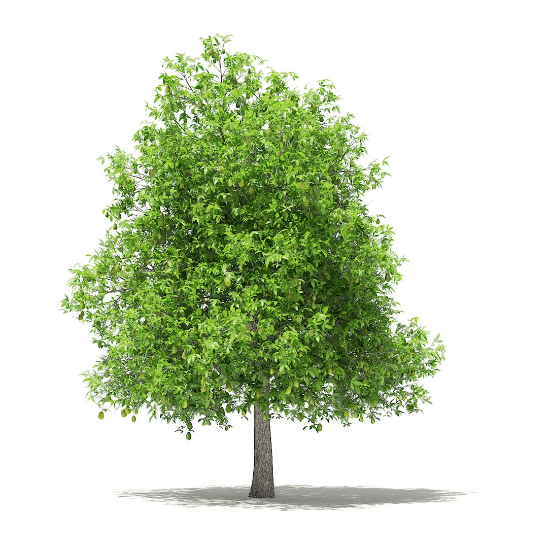 3D fruit trees volume 105 https://p.turbosquid.com/ts-thumb/PG/LIpBge/2sgTeEBr/cgaxis_models_105_0800/jpg/1533498033/1920x1080/fit_q87/ad583f7b519caf05bd6b7462272eb6159ca6b206/cgaxis_models_105_0800.jpg