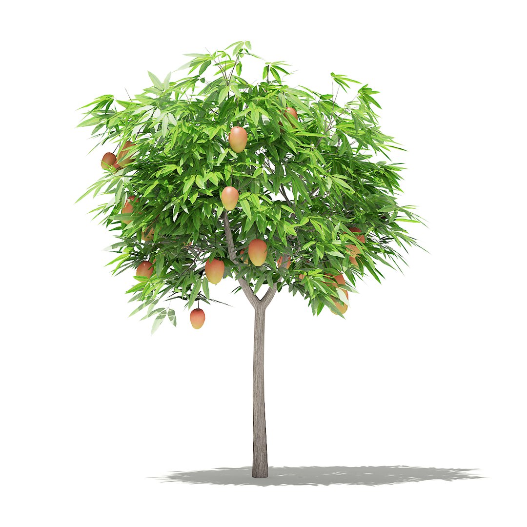 3D fruit trees volume 105 https://p.turbosquid.com/ts-thumb/PG/LIpBge/3wvuRF0P/cgaxis_models_105_4200/jpg/1533498034/1920x1080/fit_q87/aeccf4ebaf508d514f10aacdbdc1a4e1619efc4b/cgaxis_models_105_4200.jpg