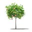 CGAxis Models Volume 105 - Fruit Trees Unreal Engine