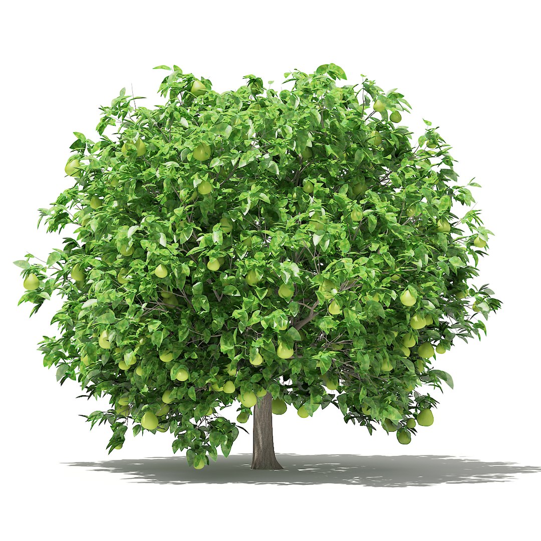 3D fruit trees volume 105 https://p.turbosquid.com/ts-thumb/PG/LIpBge/46whJAmP/cgaxis_models_105_5800/jpg/1533498035/1920x1080/fit_q87/d6c807be81907aaaacd6fd347120687833d72efa/cgaxis_models_105_5800.jpg