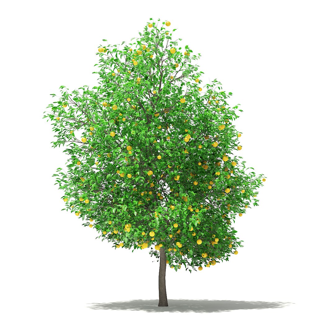3D fruit trees volume 105 https://p.turbosquid.com/ts-thumb/PG/LIpBge/50v75mxf/cgaxis_models_105_3000/jpg/1533498033/1920x1080/fit_q87/03672bbf6810f67ccccce39d60fccbb819844b3b/cgaxis_models_105_3000.jpg